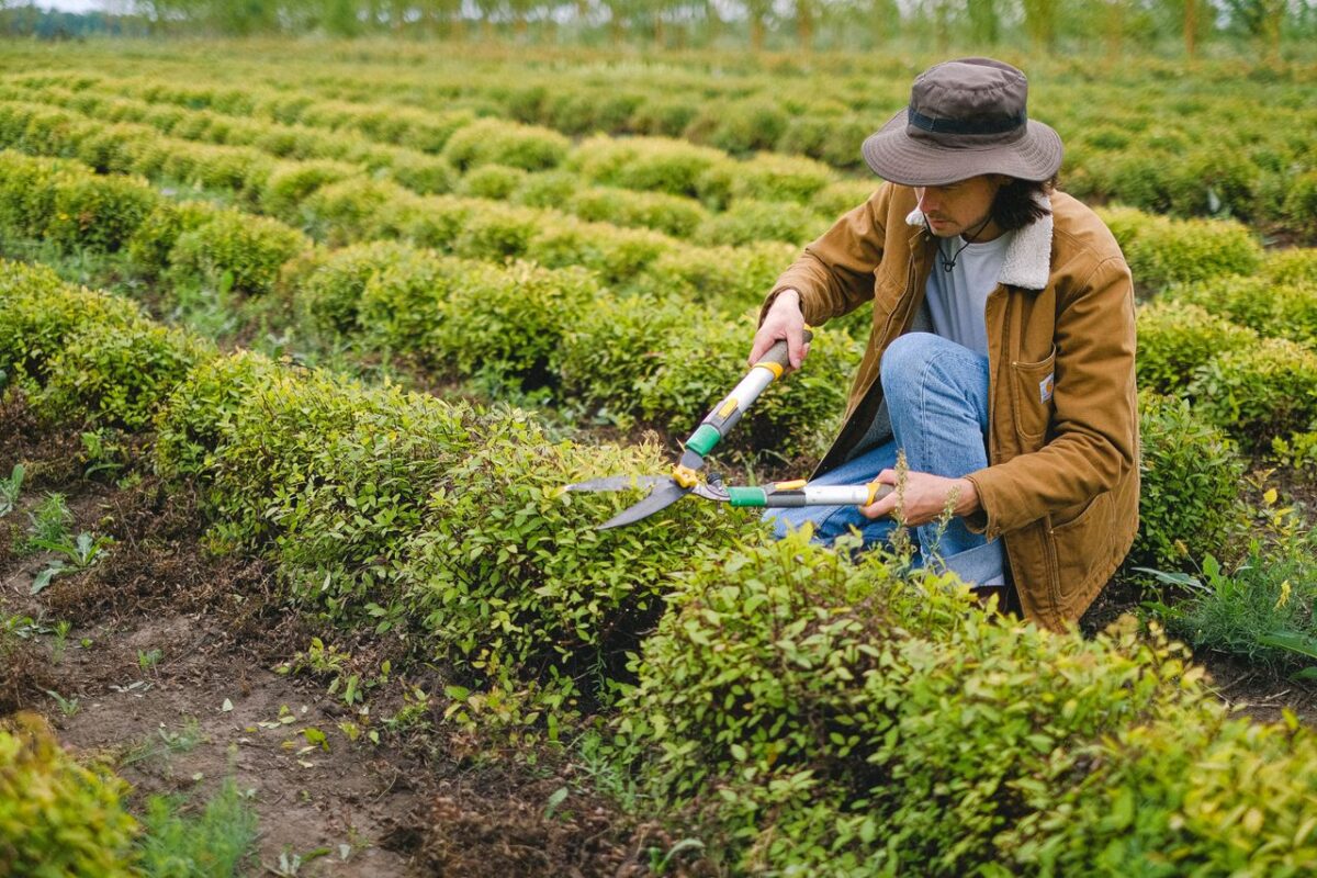 Offres Side view of male gardener wearing hat squatting at green plant with pruner shear while cutting leaves of bush on plantation