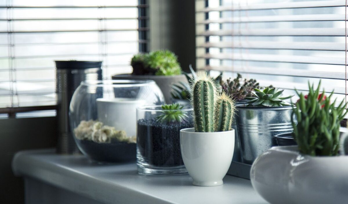 A collection of succulents and cacti in pots on a window sill, creating a tranquil indoor plant display.